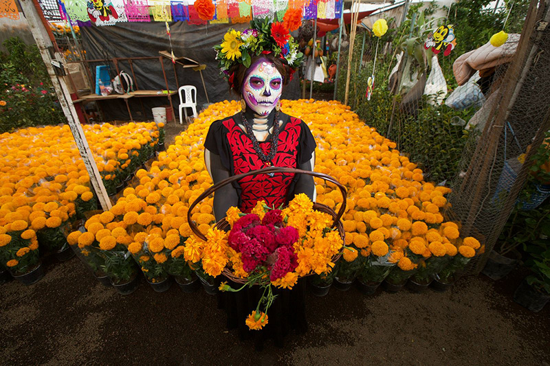 Producción de flor de cempasúchil aumentó en temporada 2022 de Día de  Muertos - 2000Agro Revista Industrial del Campo