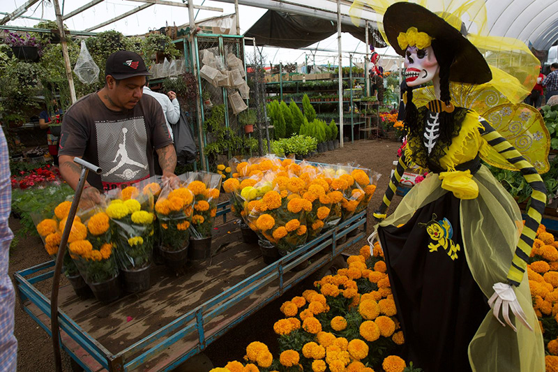 Producción de flor de cempasúchil aumentó en temporada 2022 de Día de  Muertos - 2000Agro Revista Industrial del Campo