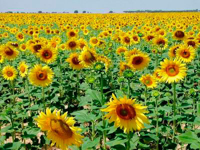 Aumenta cultivo de girasol en el Estado de México