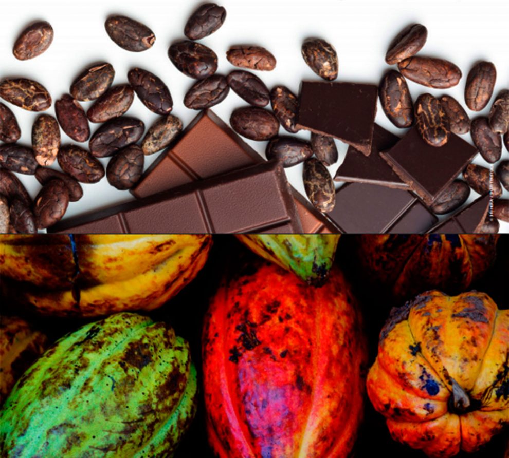 ¿conoces Las Diferencias Entre Cacao Cocoa Y Chocolate 2000agro Revista Industrial Del Campoemk 1841