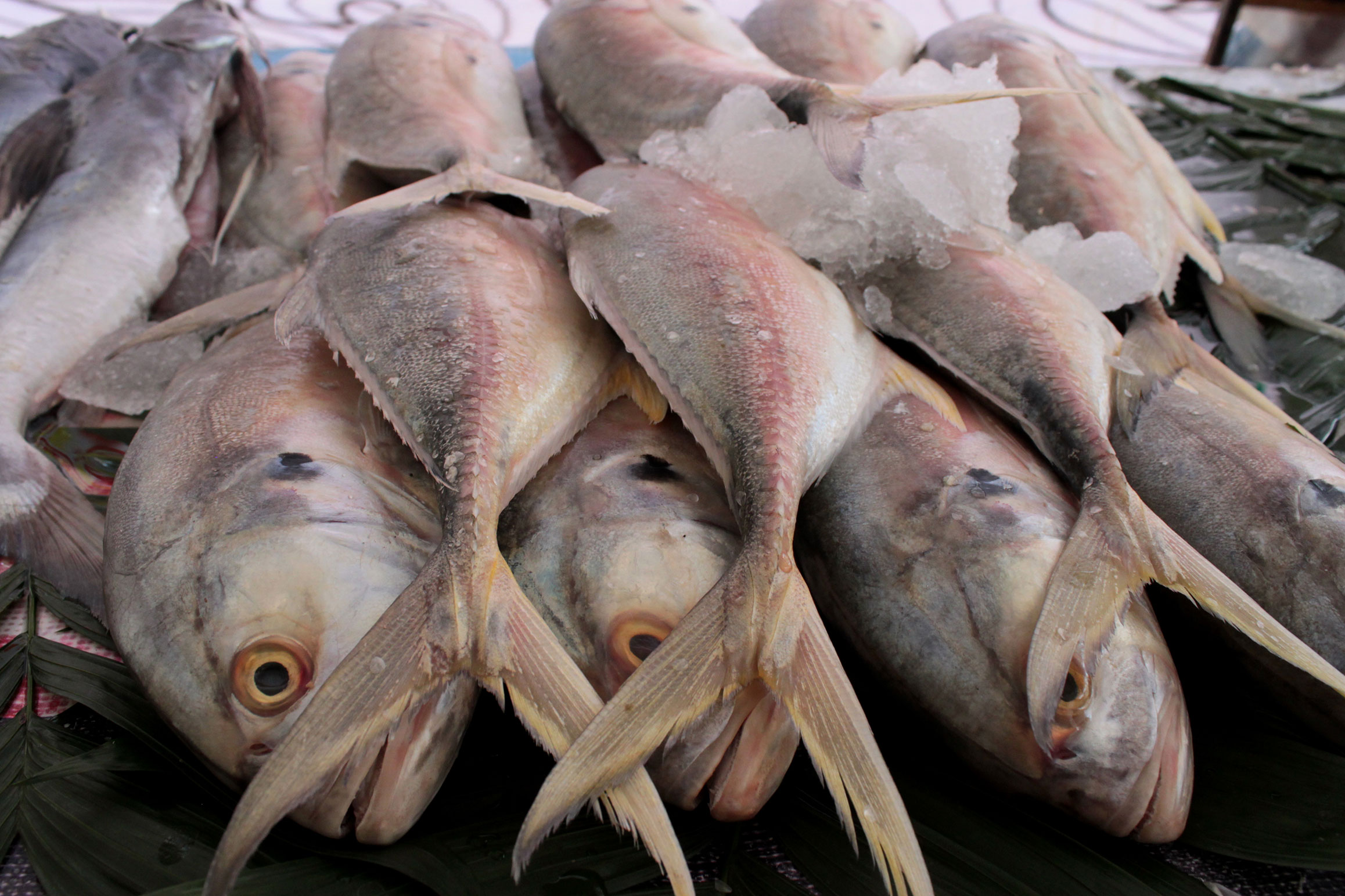 Fomentan Ruta de Pescados y Mariscos mexicanos