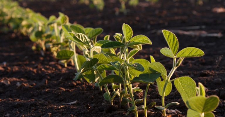 Frijol Cultivo Con Más De 70 Variedades 2000agro Revista Industrial Del Campo 7416