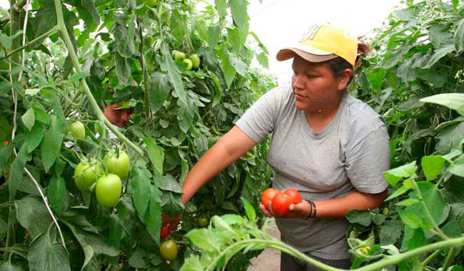 Garantizan Seguridad Alimentaria, Pero Mujeres Carecen De Tierras