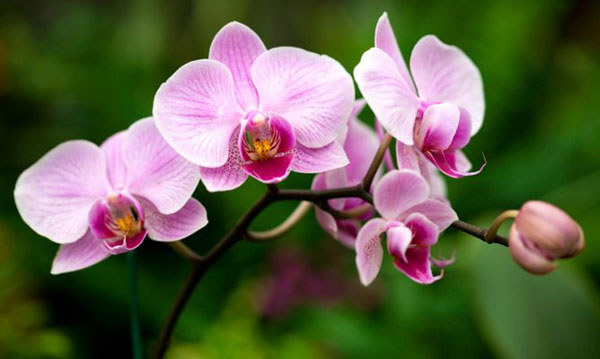 Venta ilegal de orquídeas ha rebasado a la Profepa, advierten productores -  2000Agro Revista Industrial del Campo