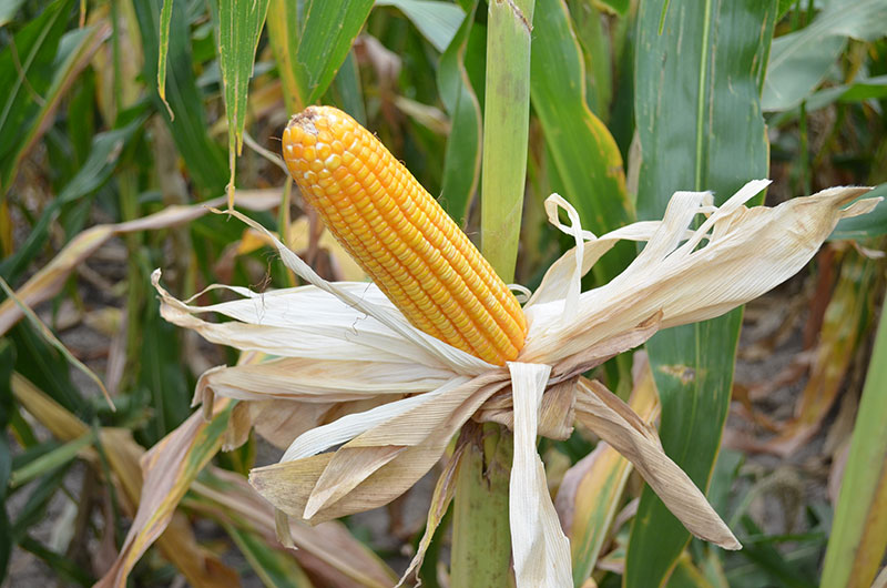 Cómo se dice maíz en diferentes lenguas originarias?