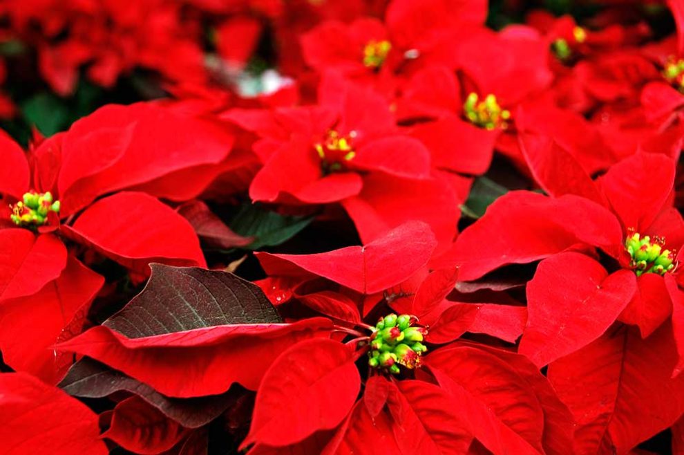 Nochebuena, un símbolo de tradición