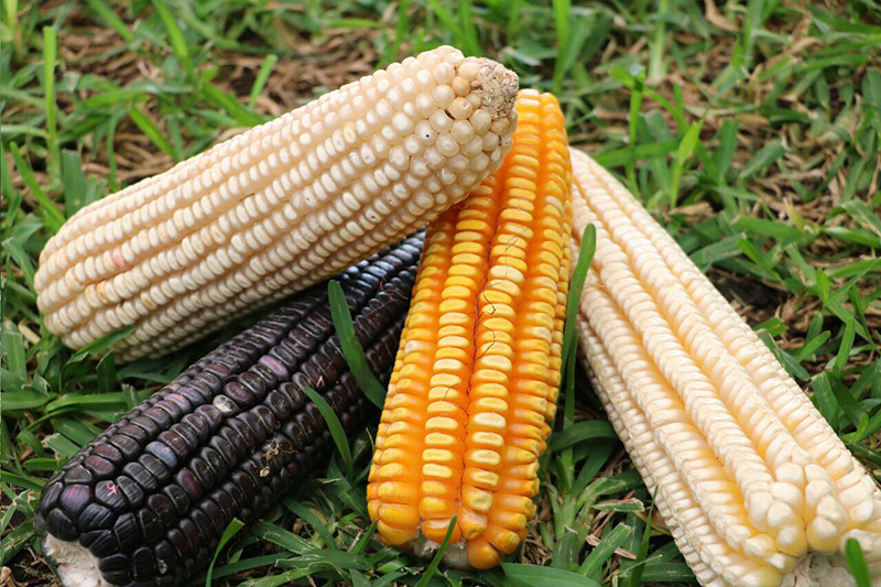 Conoces el origen del maíz? - 2000Agro Revista Industrial del Campo
